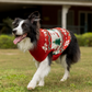 HUFT Jolly Jumper Sweater For Dog - Red - Heads Up For Tails