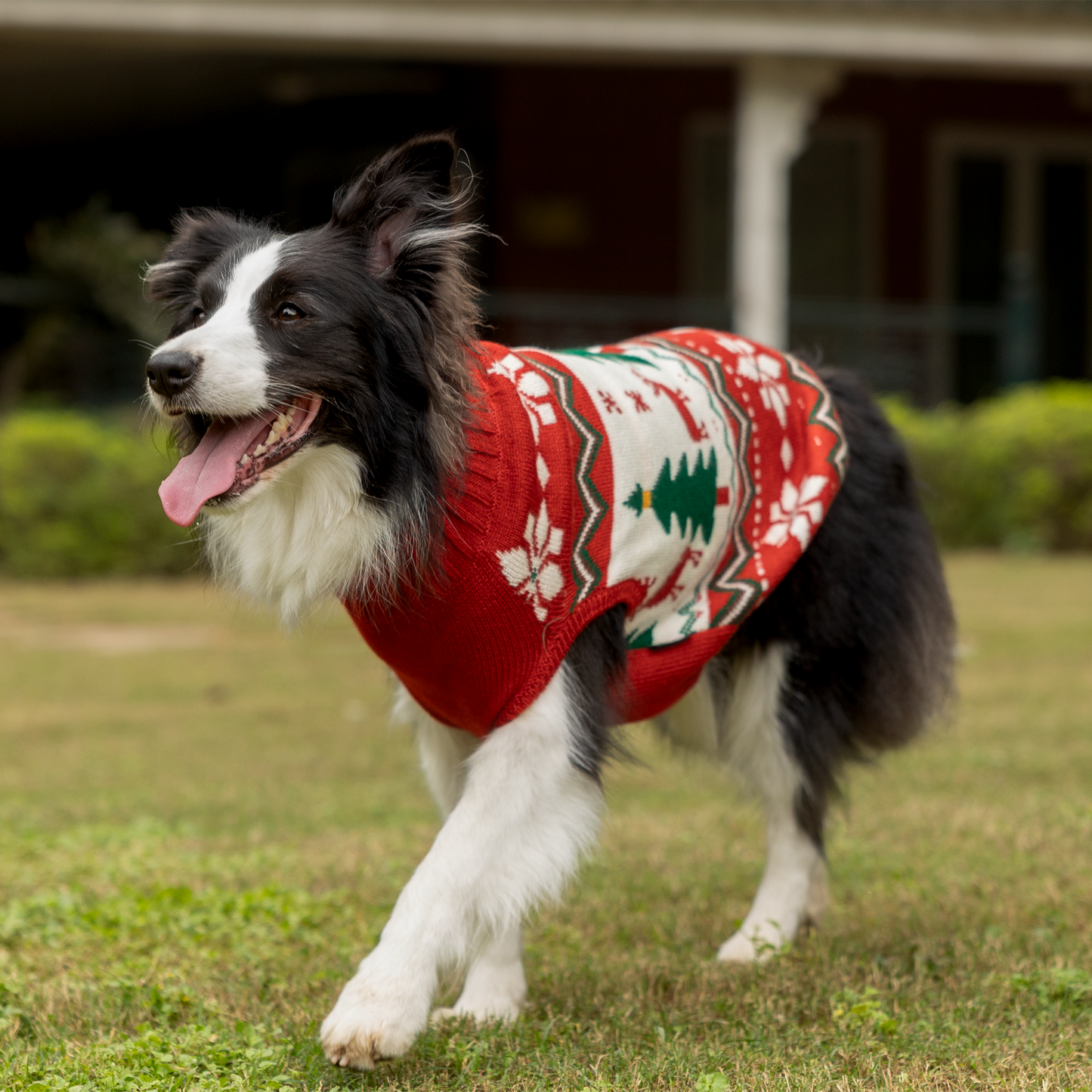 HUFT Jolly Jumper Sweater For Dog - Red - Heads Up For Tails