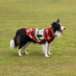 HUFT Jolly Jumper Sweater For Dog - Red - Heads Up For Tails