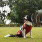 HUFT Jolly Jumper Sweater For Dog - Red - Heads Up For Tails