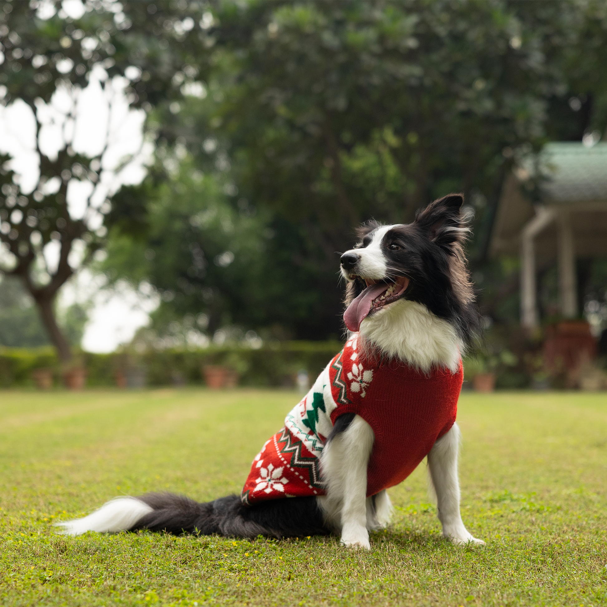 HUFT Jolly Jumper Sweater For Dog - Red - Heads Up For Tails
