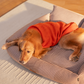 HUFT Winter Spice Sweater For Dog - Orange