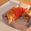 HUFT Winter Spice Sweater For Dog - Orange - Heads Up For Tails