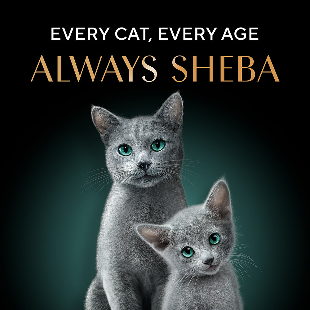 Sheba Deluxe Premium (1+ Years) Tuna and Prawns in Gravy Adult Wet Cat Food - 85 g - Pack - Heads Up For Tails