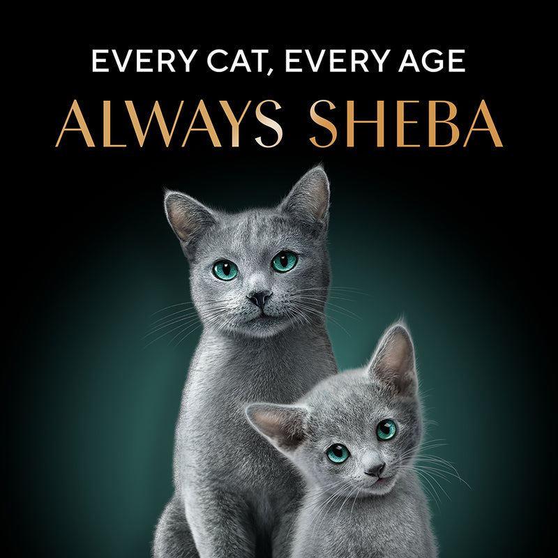 Sheba Deluxe Premium (1+ Years) Tuna and Prawns in Gravy Adult Wet Cat Food - 85 g - Pack - Heads Up For Tails