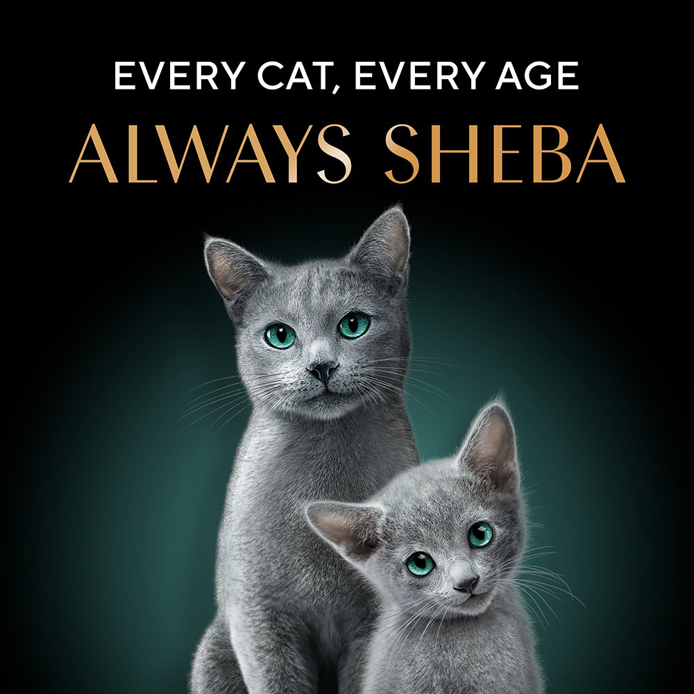 Sheba Rich Premium (1+ Years) Fish with Dry Bonito Flavour Adult Wet Cat Food - 35 g - Packs