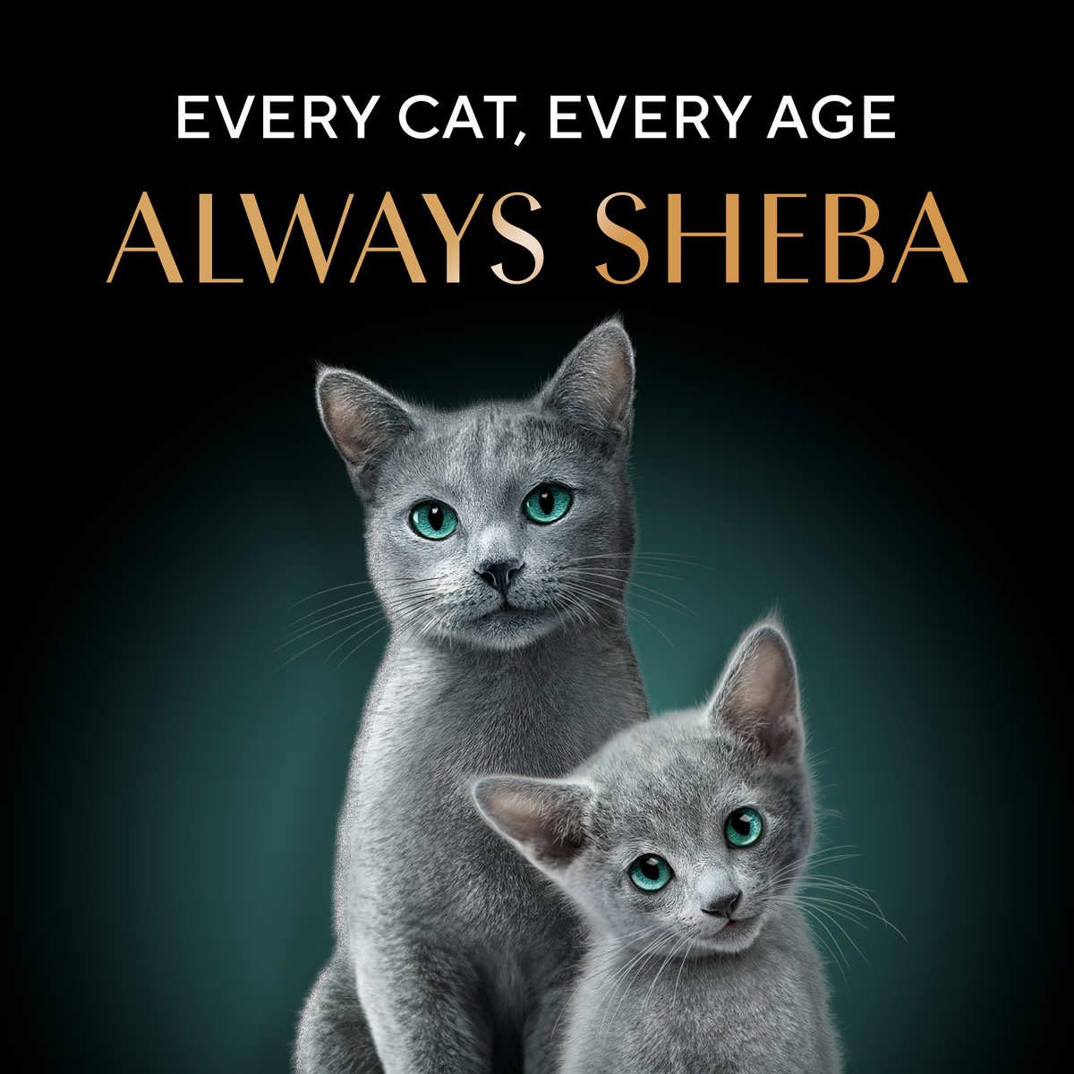 Sheba Deluxe Premium (1+ Years) Succulent Chicken Breast in Gravy Adult Wet Cat Food - 85 gm Packs - Heads Up For Tails
