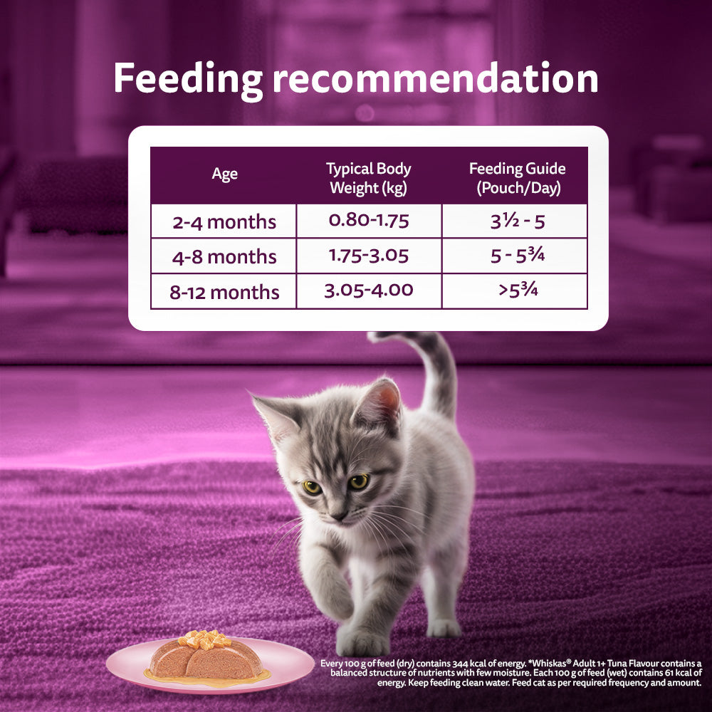 Whiskas Junior Kitten (2-12 Months) Salmon in Jelly Flavour Wet Cat Food - 80 gm Pack