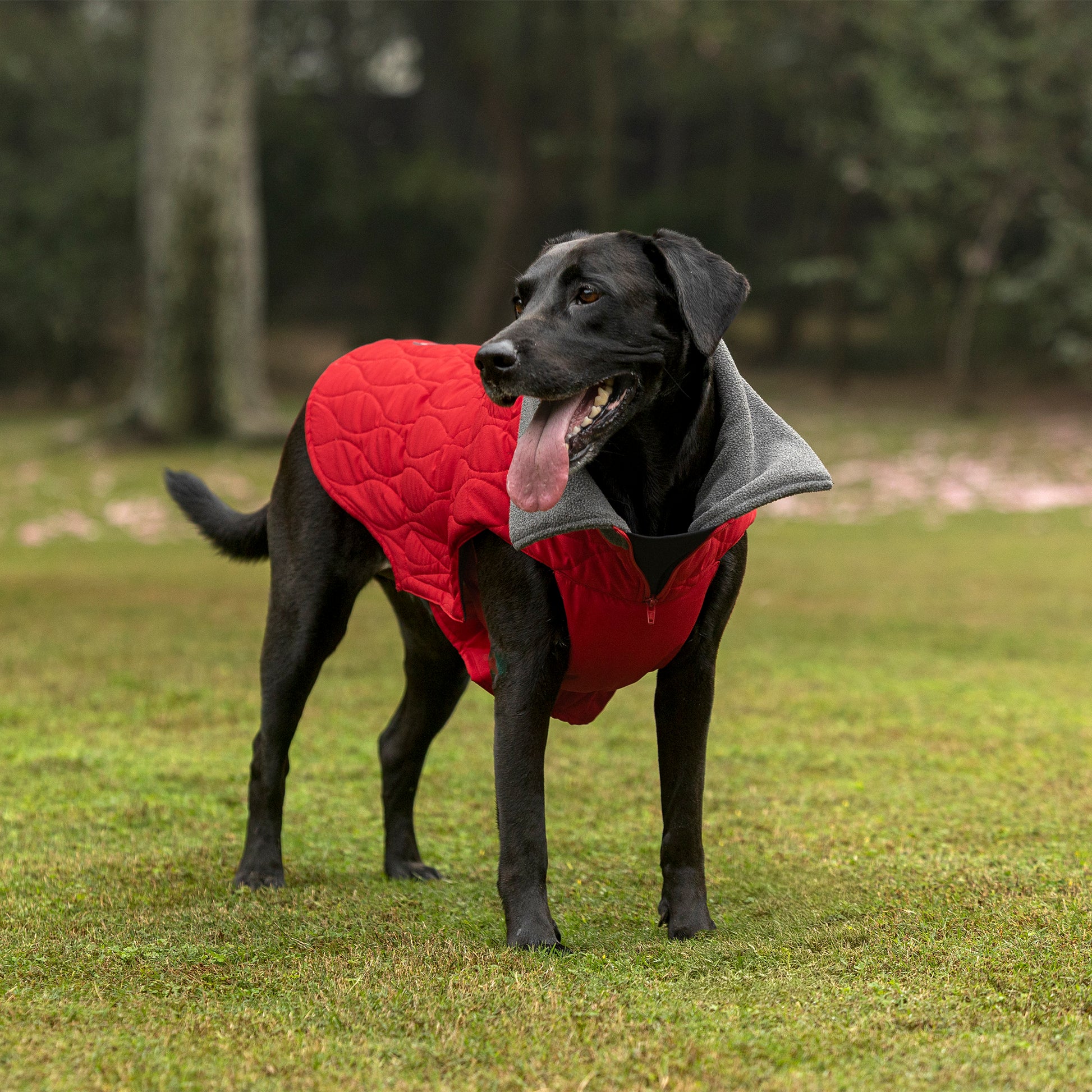 HUFT Charming Cherry Jacket For Big Dog - Red - Heads Up For Tails