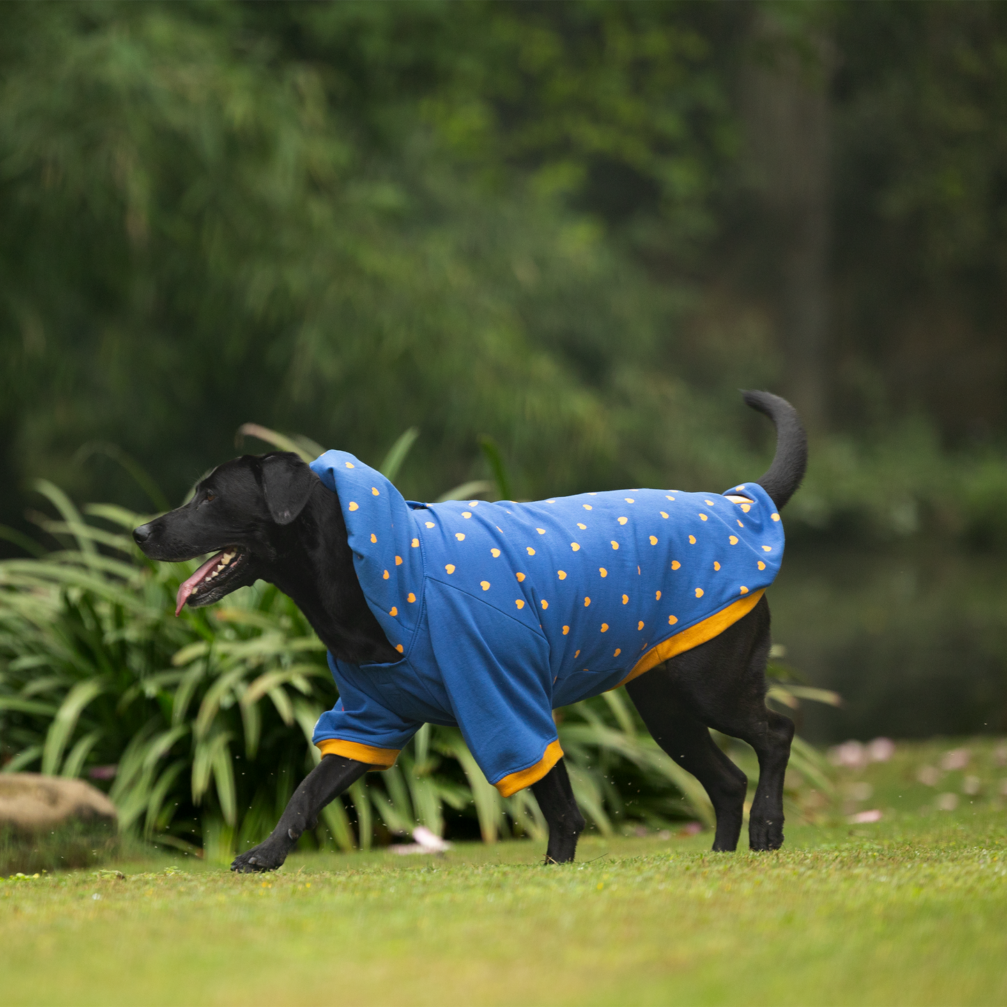 HUFT Honey Hearts Sweatshirt With Hood For Dog - Blue - Heads Up For Tails