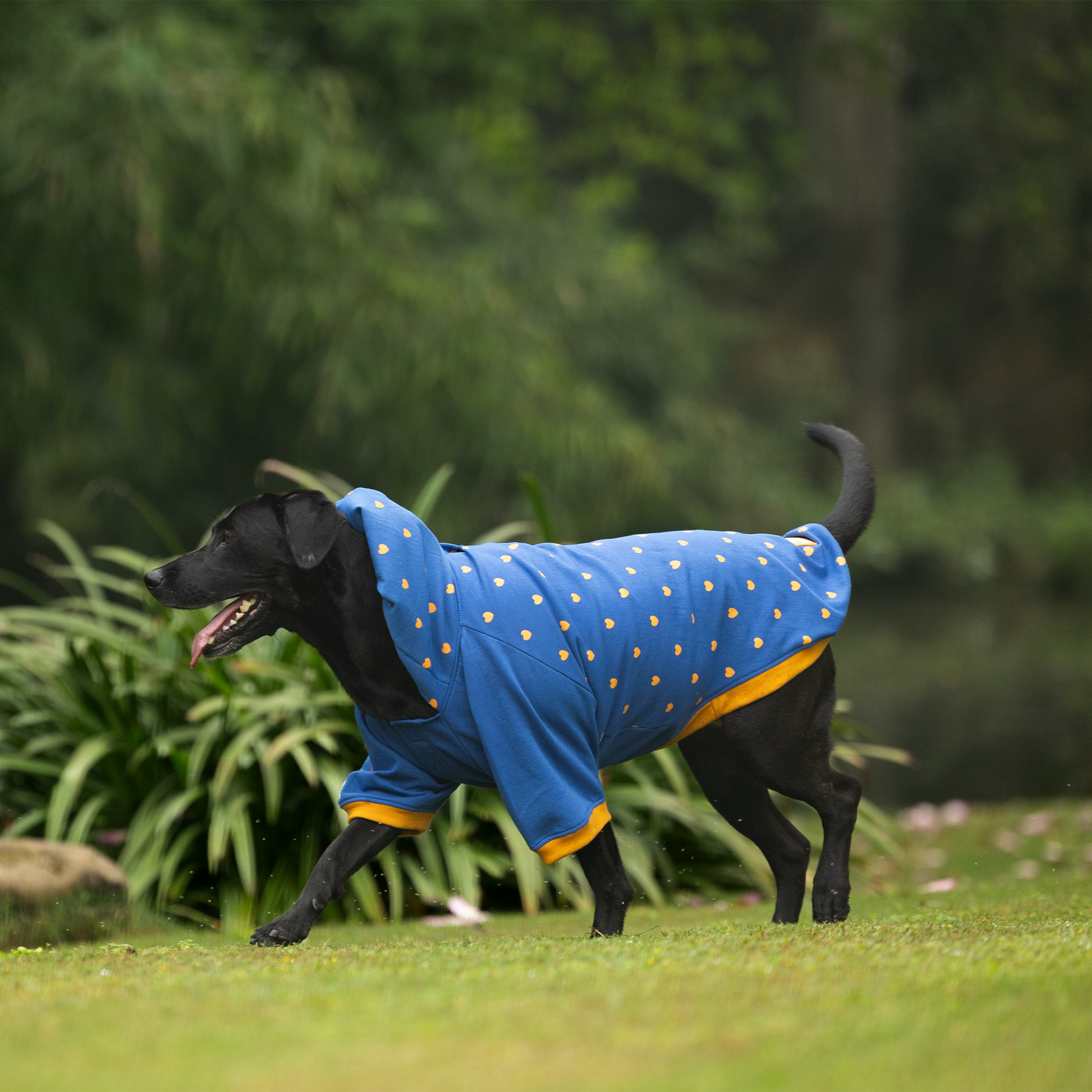 HUFT Honey Hearts Sweatshirt With Hood For Dog - Blue - Heads Up For Tails