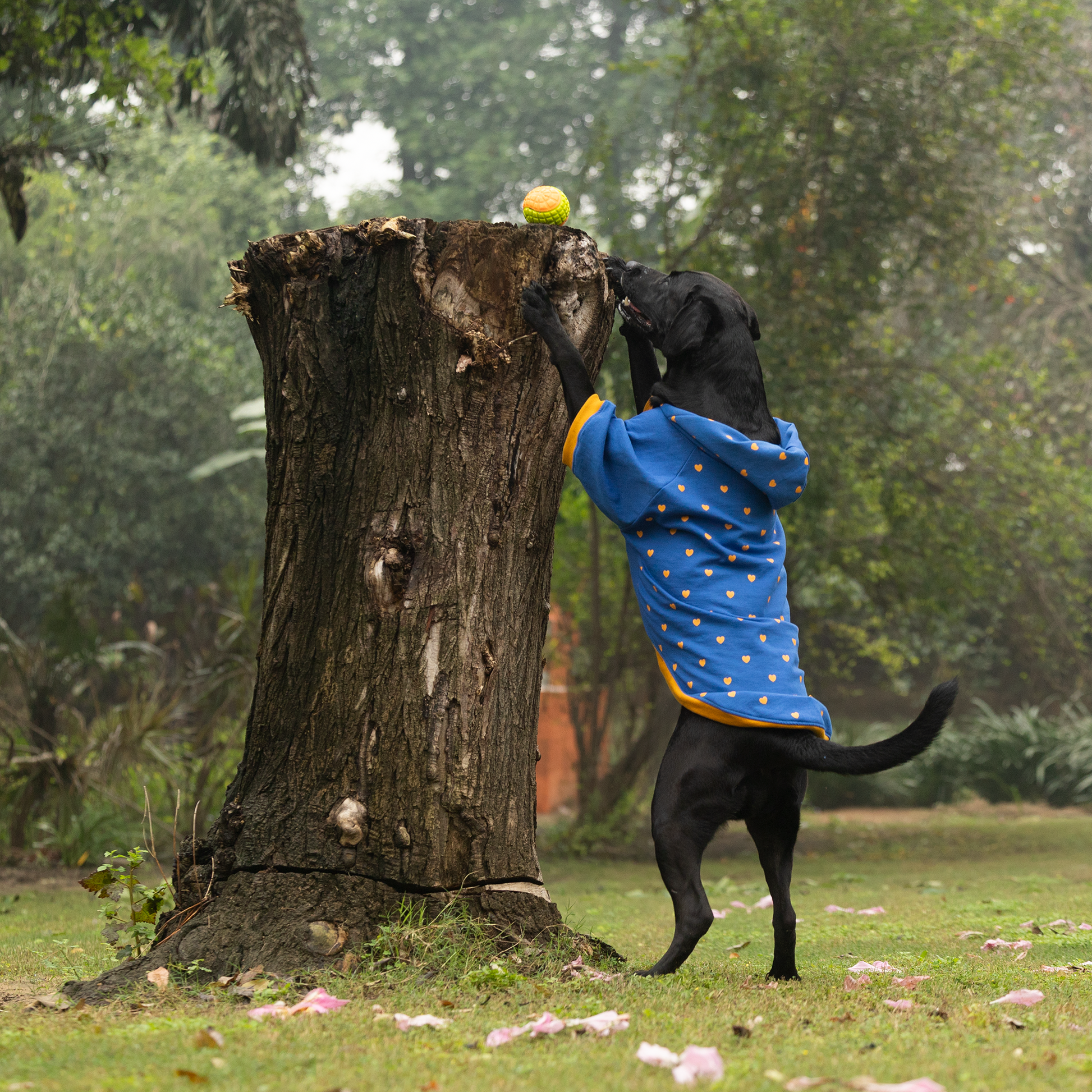 HUFT Honey Hearts Sweatshirt With Hood For Dog - Blue - Heads Up For Tails