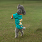HUFT Sunny Bear Sweatshirt For Small Dog - Green