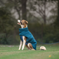 HUFT Cloudy Comfort Jacket For Big Dog - Peacock Blue