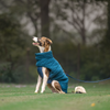HUFT Cloudy Comfort Jacket For Big Dog - Peacock Blue - Heads Up For Tails