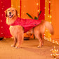 HUFT Petals & Pyaar Brocade Sherwani For Dog & Cat - Rani Pink - Heads Up For Tails
