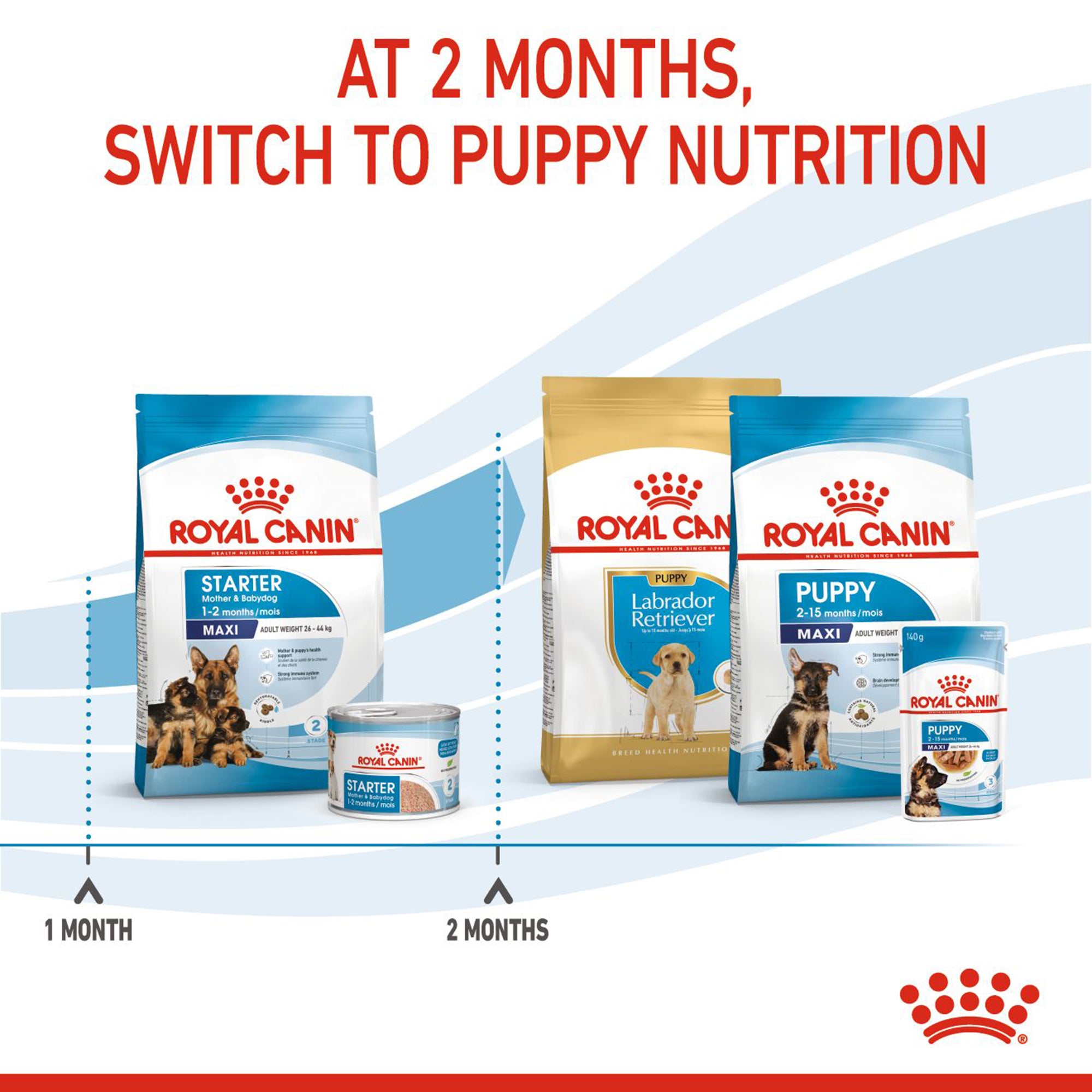 Royal canin maxi store starter puppy food