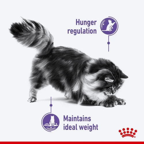Royal Canin Care Appetite Control Dry Food For Cat - 400 gm - Heads Up For Tails