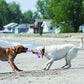 KONG Safestix Dog Interactive Toy - Heads Up For Tails
