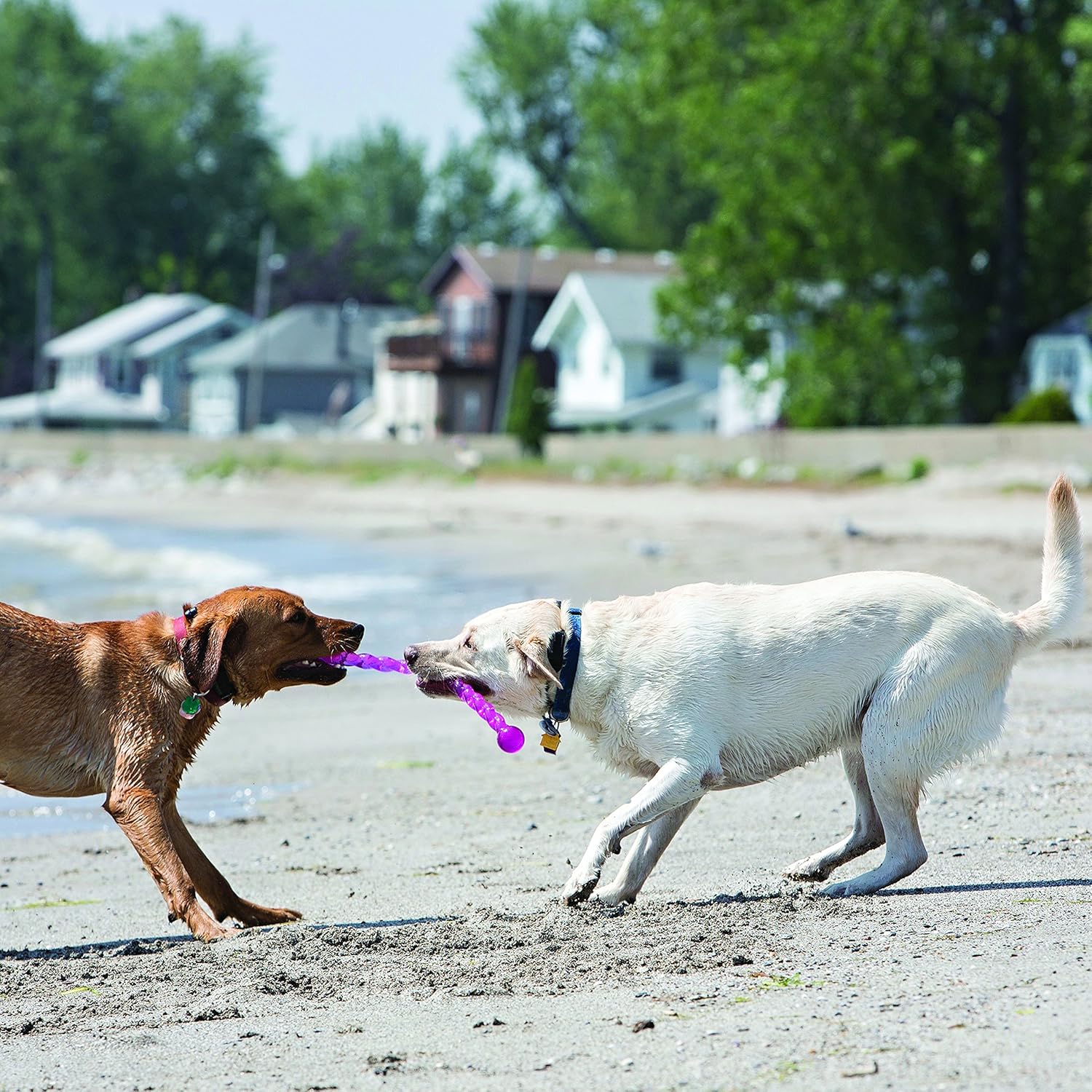 KONG Safestix Dog Interactive Toy - Heads Up For Tails