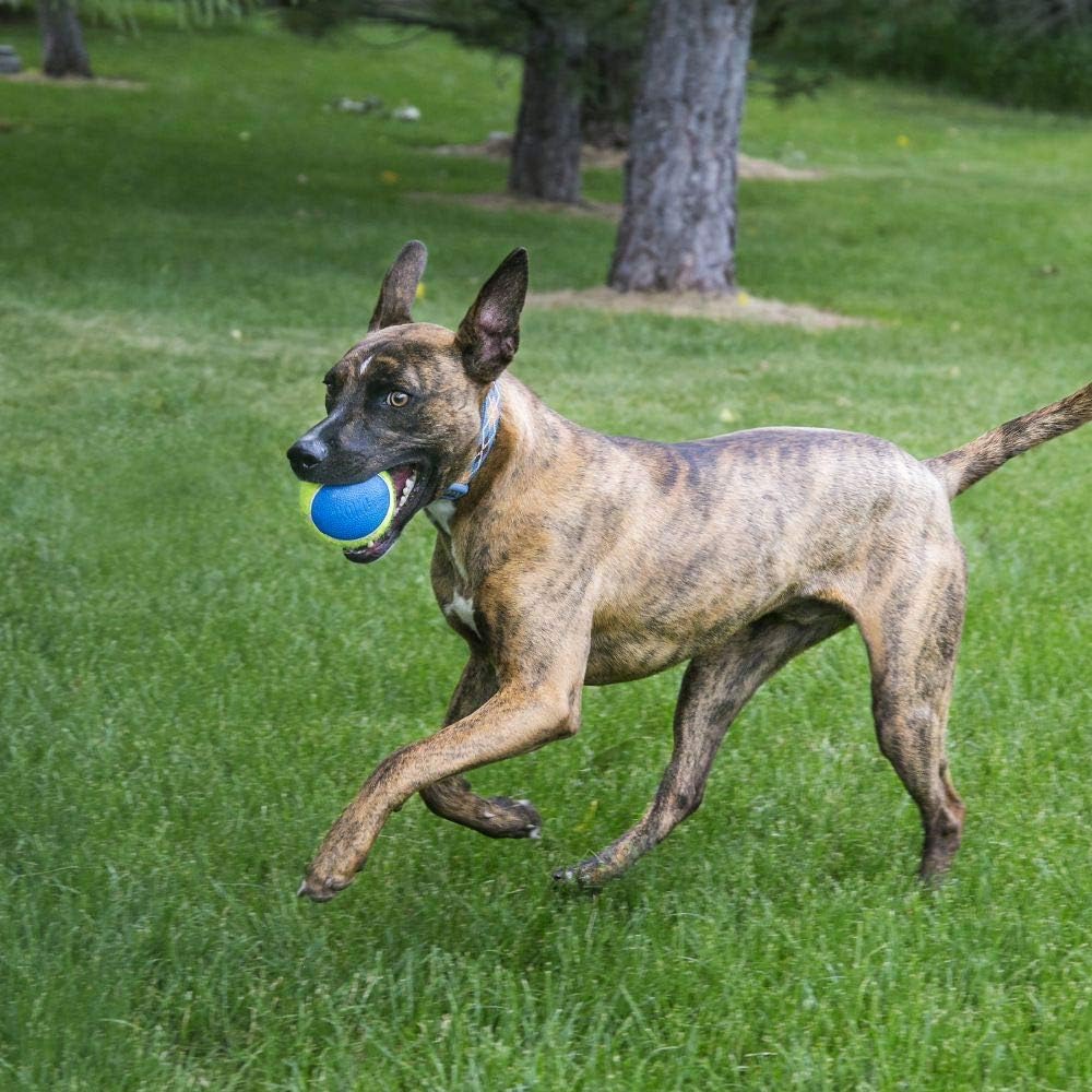 KONG Ultra SqueakAir Balls Toy For Dog - Yellow & Blue - M - 3 pcs - Heads Up For Tails