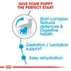 Royal Canin Medium Starter Dry Dog Food - Heads Up For Tails