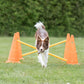 Trixie Dog Agility Obstacles - Pylon and Poles_05