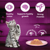 Whiskas Junior Kitten (2-12 Months) Salmon in Jelly Flavour Wet Cat Food - 80 gm Pack