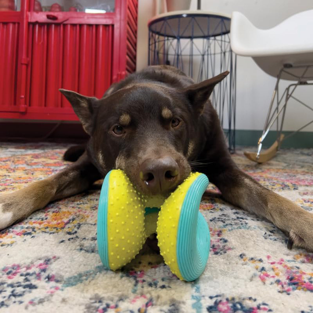 KONG Rerun Whoosh Ball Toy For Dog - Assorted - S/M - Heads Up For Tails