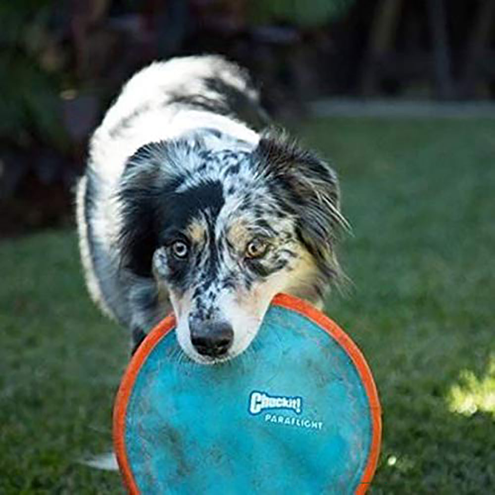 Chuckit! Paraflight Dog Toy - Blue & Orange - L - Heads Up For Tails