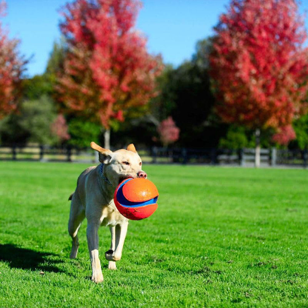 Chuckit! Kick Fetch Dog Toy - Orange & Blue - L - Heads Up For Tails