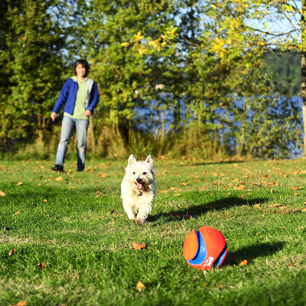 Chuckit! Kick Fetch Dog Toy - Orange & Blue - L - Heads Up For Tails