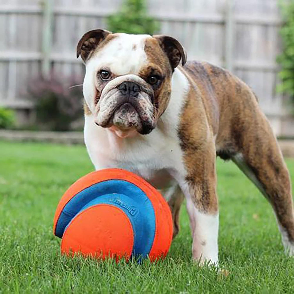 Chuckit! Kick Fetch Dog Toy - Orange & Blue - L - Heads Up For Tails