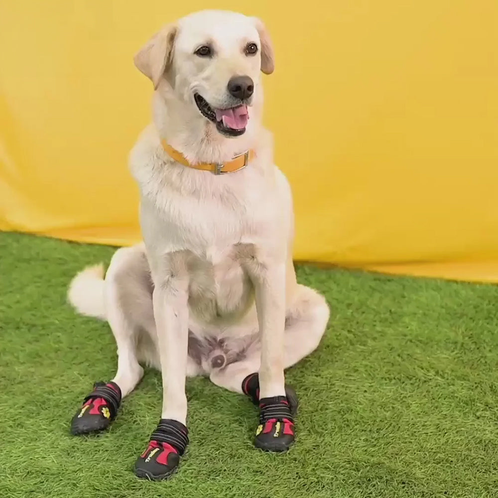 Labrador fashion boots