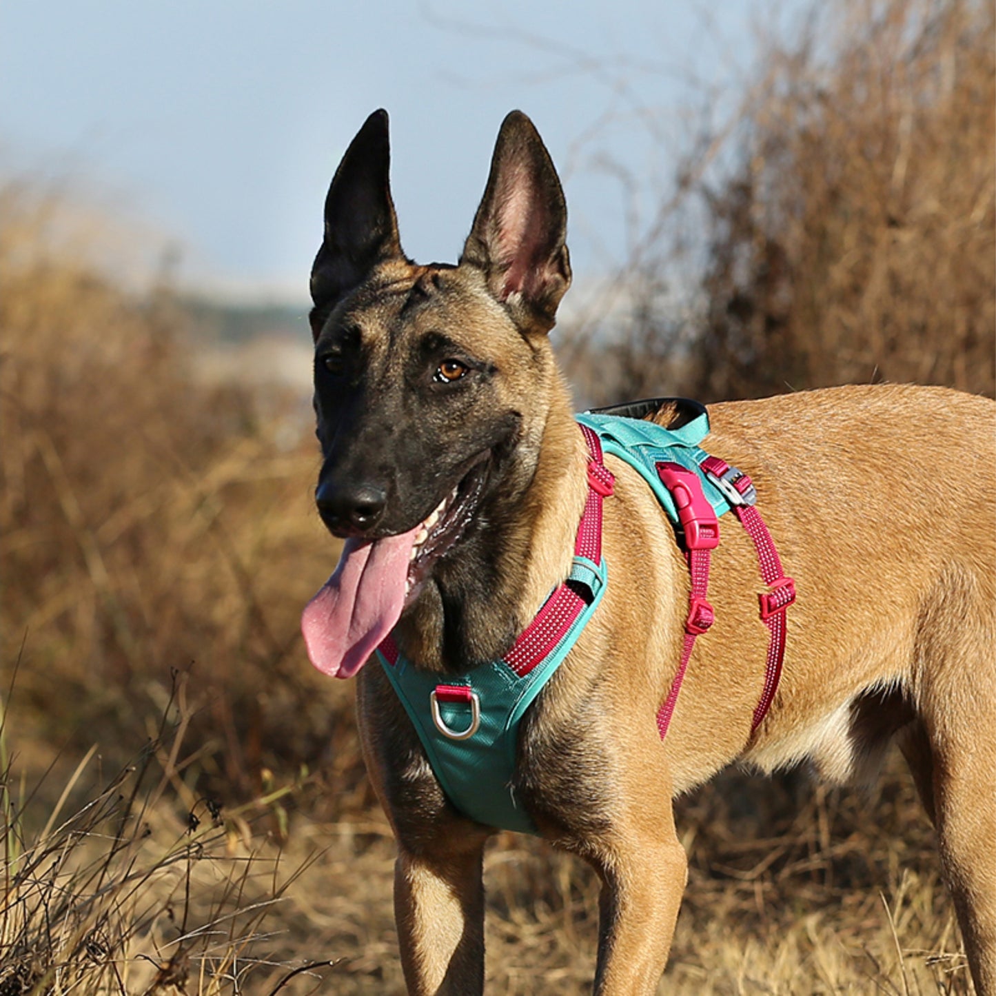 Truelove Escape Proof Harness For Dog - Pool Blue