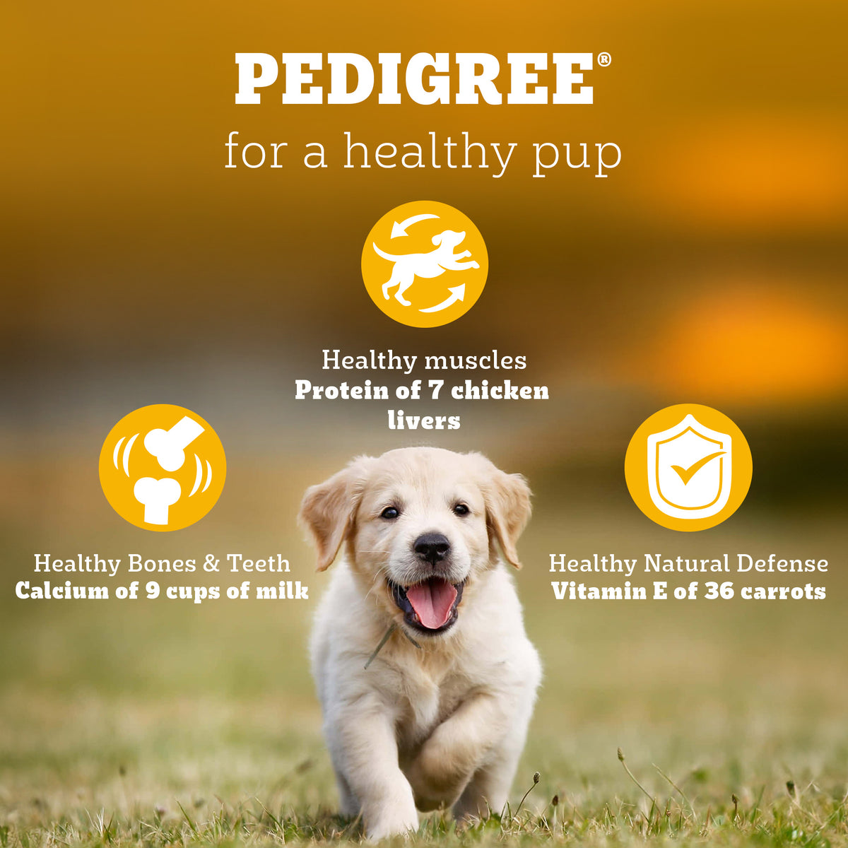 Pedigree Chicken & Milk Puppy Dry Dog Food (Contains 37 Essential Nutrients)