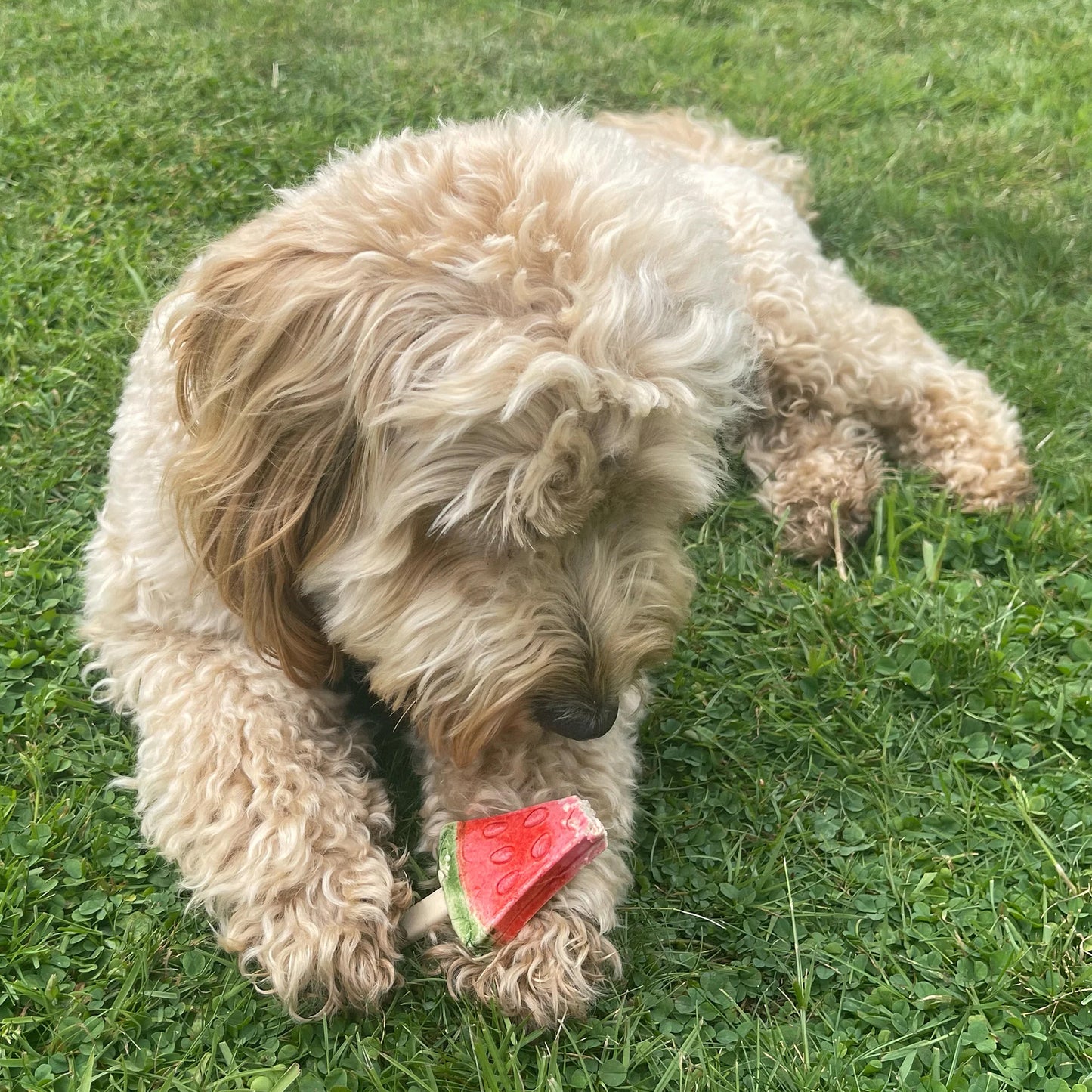 Pup Ice Fruity Lollies Watermelon Ready to Freeze Treat For Adult Dog - 90 gm - Heads Up For Tails