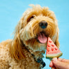 Pup Ice Fruity Lollies Watermelon Ready to Freeze Treat For Adult Dog - 90 gm - Heads Up For Tails