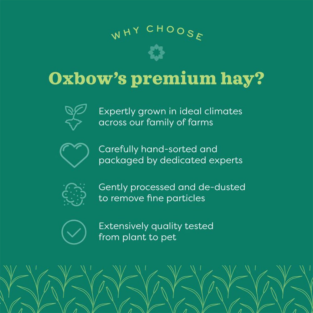 Oxbow Western Timothy Dry Hay (Grass) For Small Animals - Heads Up For Tails