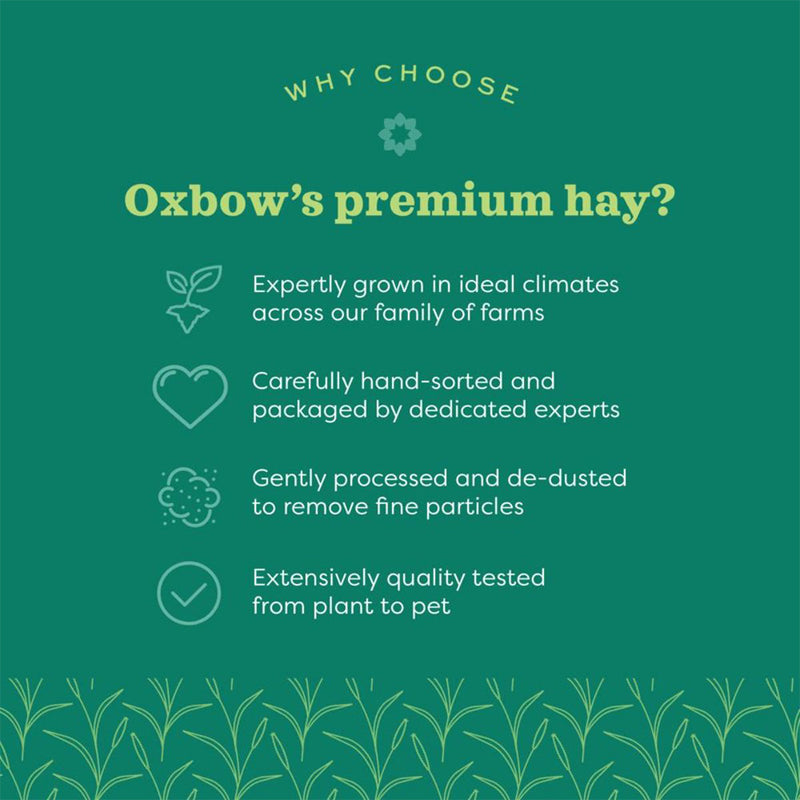 Oxbow Western Timothy Dry Hay (Grass) For Small Animals - Heads Up For Tails