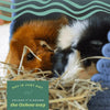 Oxbow Western Timothy Dry Hay (Grass) For Small Animals - Heads Up For Tails