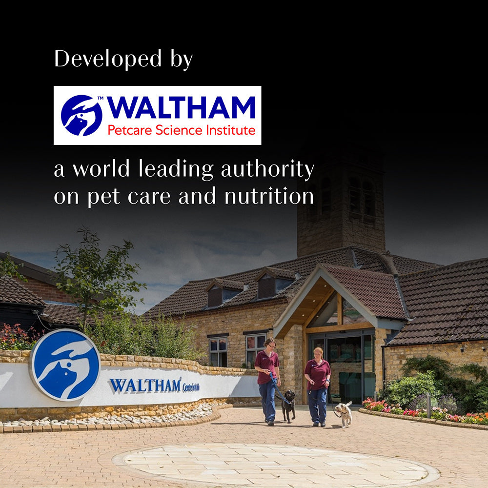 Sheba Fish with Sasami Adult Wet Cat Food - 35 gm Packs