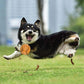GiGwi G.Foamer TPR Ball Fetch Toy For Dog - Orange - Heads Up For Tails