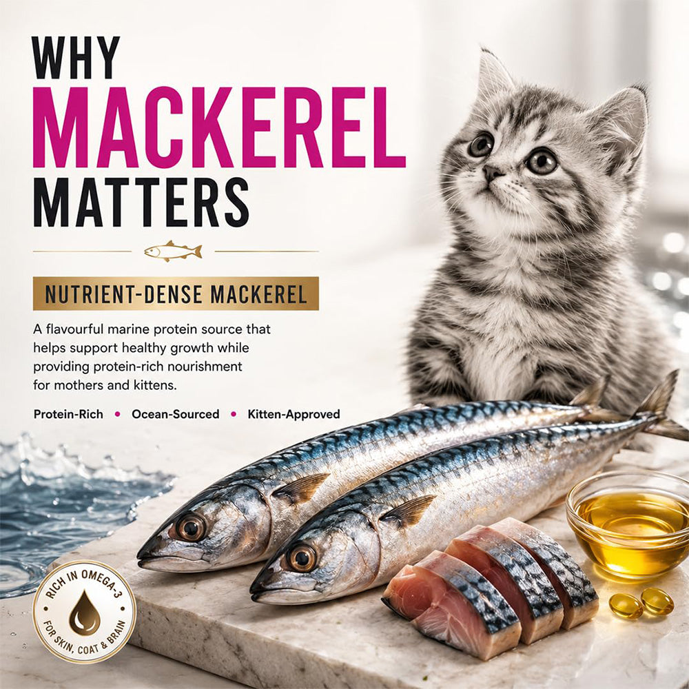 Signature Grain Zero Ocean Fish Sardine & Mackerel Mother & Kitten Dry Cat Food - 7 kg