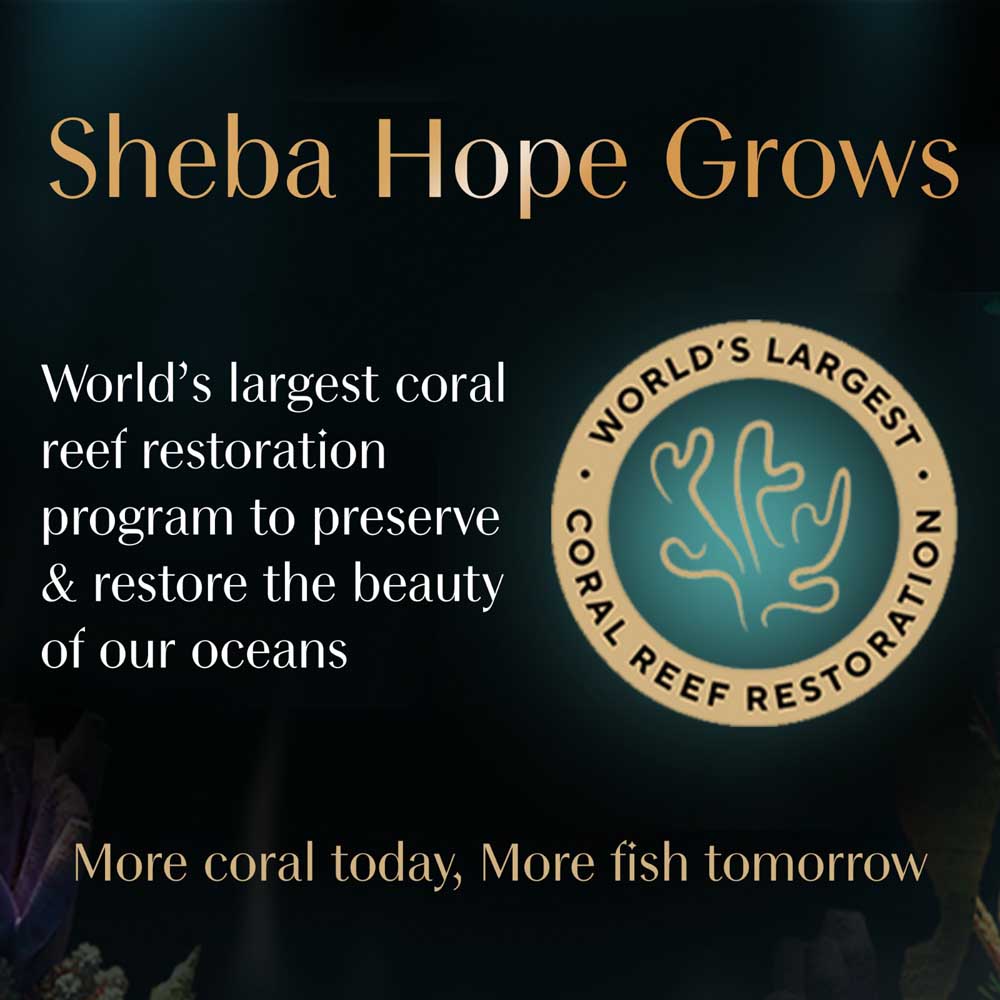 Sheba Rich Chicken Premium Loaf Adult Wet Cat Food - 70 gm Packs - Heads Up For Tails