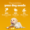 Pedigree Chicken & Milk Puppy Dry Dog Food (Contains 37 Essential Nutrients)