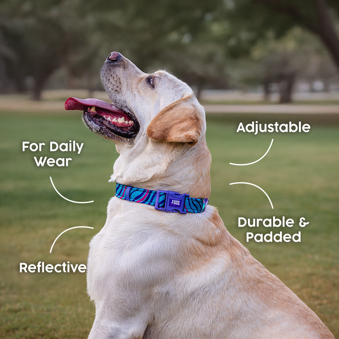 Dash Dog Ocean Breeze Padded Collar For Dog - Teal Blue