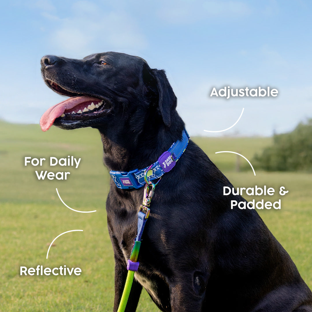 Dash Dog Wildcrest Padded Collar For Dog - Blue & Neon Green