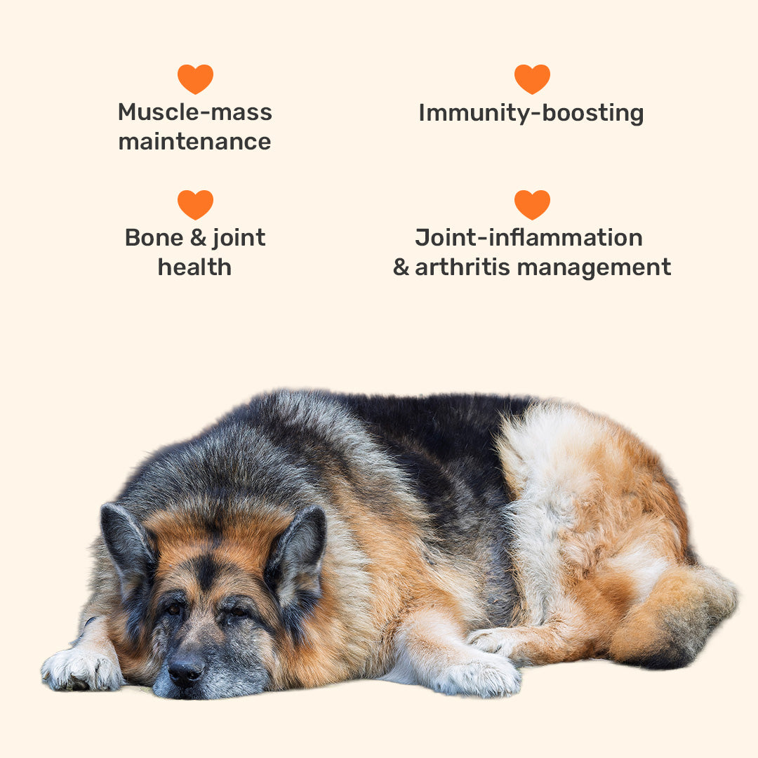 HUFT Senior Nutrition Bundle - Heads Up For Tails