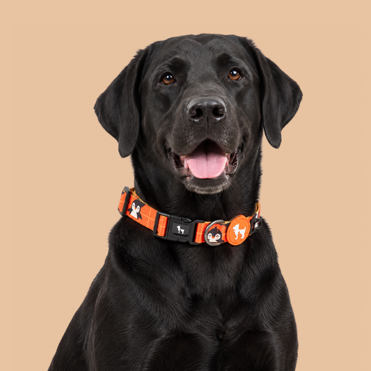HUFT Peppy Penguin Collar For Dog - Orange
